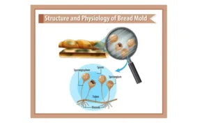 Ak Jain Physiology PDF